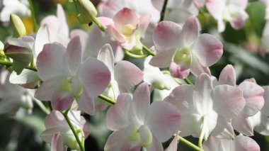 Beyaz ve pembe orkidelerin soyut arkaplanı, güzel dendrobiyumun odağı, bulanık doğal arkaplan.