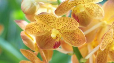Sarı orkidelerin soyut arkaplanı (vanda), güzel vanda çiçeklerinin odağı, bulanık doğal arkaplan üzerine.