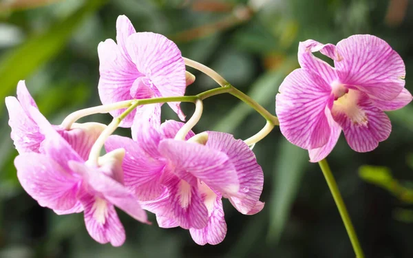 Fundo Abstrato Orquídeas Brancas Roxas Foco Belo Dendrobium Sobre Fundo — Fotografia de Stock
