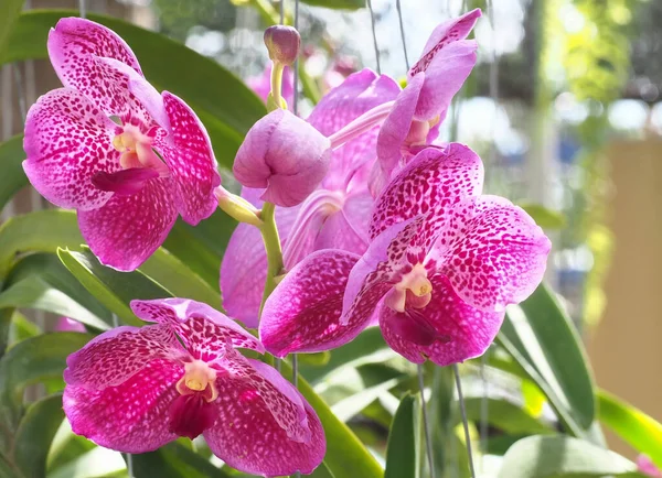 Fundo Abstrato Orquídeas Roxas Vanda Foco Belas Flores Vanda Sobre — Fotografia de Stock