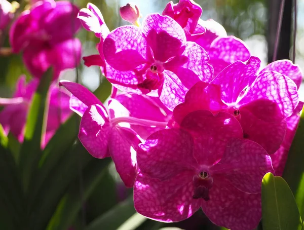Fundo Abstrato Orquídeas Roxas Vanda Foco Belas Flores Vanda Sobre — Fotografia de Stock