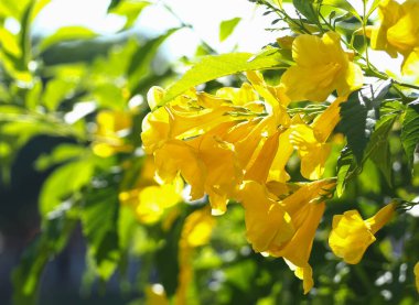 Yakın plan Sarı Çiçekler, Tecoma Sarı Çan, Süslü Afrika, bulanık doğal arkaplan, soyut.