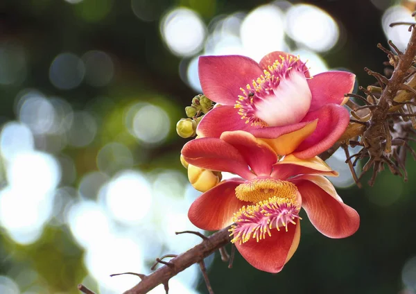 Krásná Zblízka Cannonball Květiny Couroupita Guianensis Rozmazané Přírodní Pozadí Bokeh — Stock fotografie