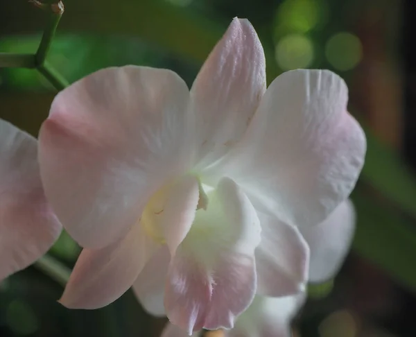 Fundo Abstrato Orquídeas Brancas Rosa Foco Belo Dendrobium Sobre Fundo — Fotografia de Stock