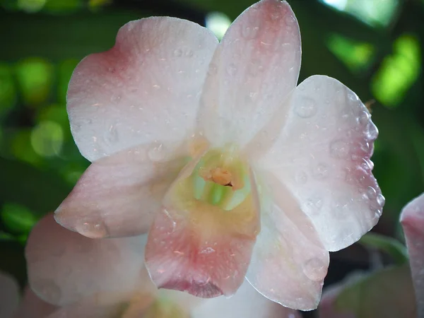 Fundo Abstrato Orquídeas Brancas Rosa Foco Belo Dendrobium Sobre Fundo — Fotografia de Stock