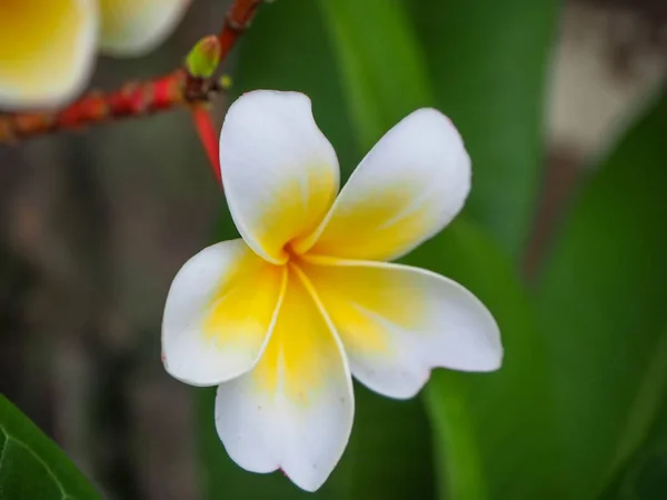 Закрийте Прекрасну Квітку Пламери Франсіпані Поодинокому Розмитому Природному Тлі — стокове фото