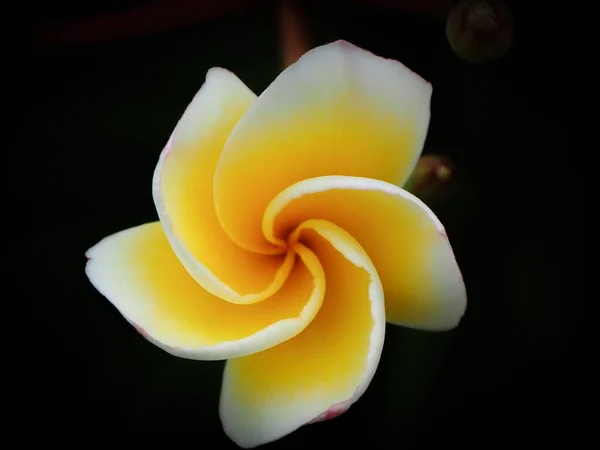 Nahaufnahme Schöne Plumeria Blume Frangipani Auf Isoliertem Verschwommenem Natürlichem Hintergrund — Stockfoto