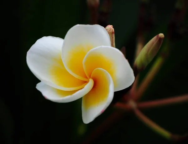 Nahaufnahme Schöne Plumeria Blume Frangipani Auf Isoliertem Verschwommenem Natürlichem Hintergrund — Stockfoto