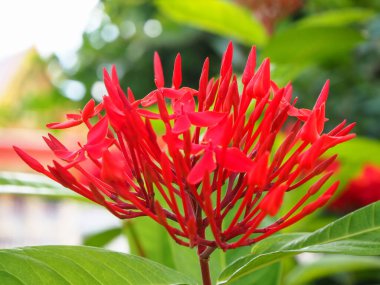 Güzel kırmızı Rubiaceae çiçeği, ixora, bulanık yeşil arka plan.