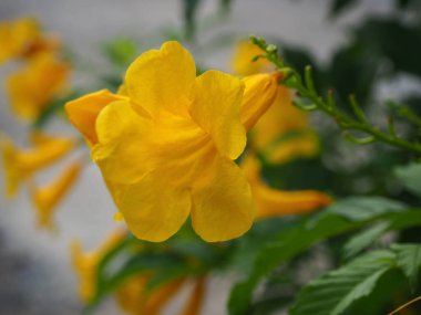 Yakın plan Sarı Çiçekler, Tecoma Sarı Çan, Süslü Afrika, Tayland 'da doğal bulanık arka planlar.