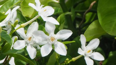 Yakın plan tropik beyaz çiçek, Sampaguita Jasmine, Tayland 'da doğal bulanık yeşil arka plan, makro.