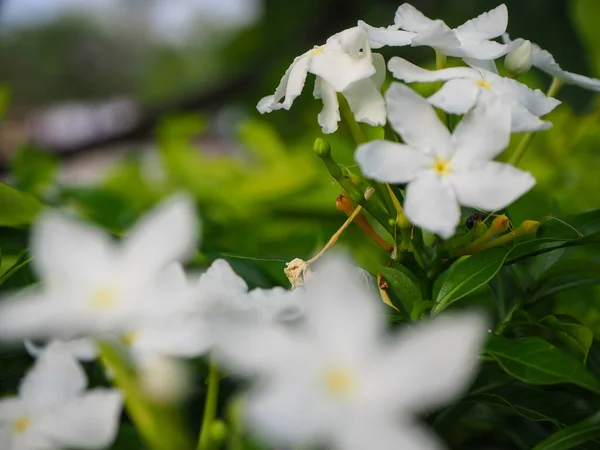 Trópusi Fehér Virág Sampaguita Jasmine Többek Között Sampaguita Jázmin Elmosódott — Stock Fotó