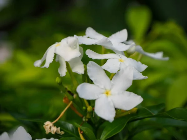 Close Τροπικό Λευκό Λουλούδι Sampaguita Jasmine Φυσικό Θολό Πράσινο Φόντο — Φωτογραφία Αρχείου