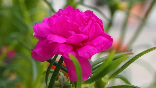 Beautiful Pink Rosemoss Portulaca Oleracea Blurred Natural Green Background Focus — Stock Photo, Image