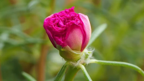 Beautiful Pink Rosemoss Portulaca Oleracea Blurred Natural Green Background Focus — Stock Photo, Image