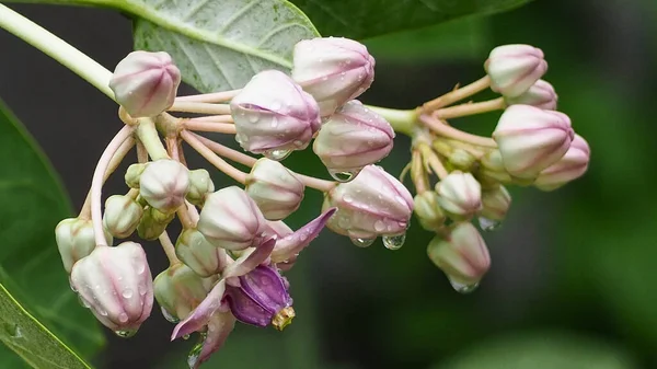 Yakın Plan Mor Taç Çiçekleri Kalotropis Dev Çay Damlacıkları Yeşil — Stok fotoğraf