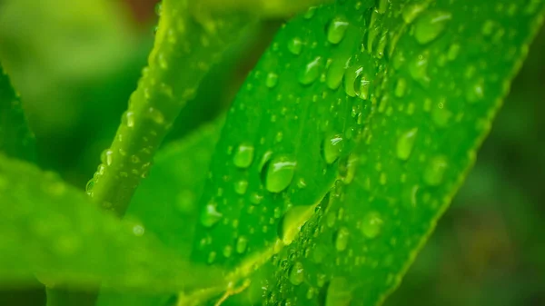 Abstrato Natureza Fundo Folha Verde Limão Com Gota Água Foco — Fotografia de Stock