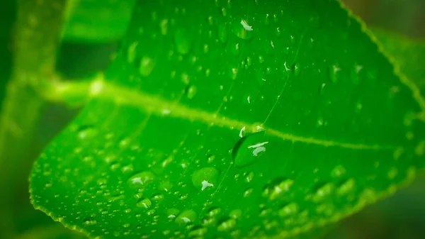 Sfondo Naturale Astratto Foglia Verde Limone Con Goccia Acqua Fuoco — Foto Stock