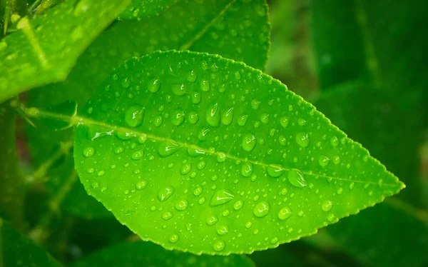 Abstrato Natureza Fundo Folha Verde Limão Com Gota Água Foco — Fotografia de Stock