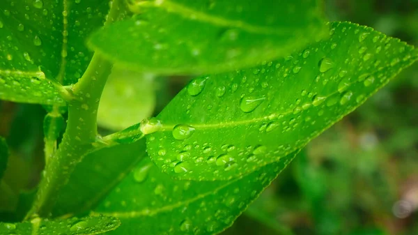 Fond Naturel Abstrait Feuille Vert Citron Avec Goutte Eau Foyer — Photo