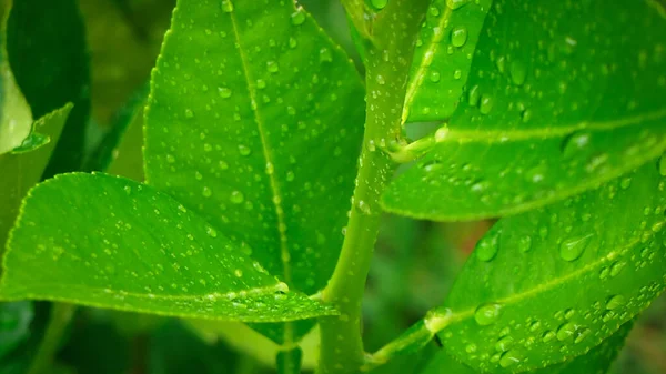 Абстрактний Фон Природи Лимонно Зелений Лист Краплями Води Вибірковому Фокусі — стокове фото