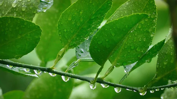 Sfondo Naturale Astratto Foglia Verde Limone Con Goccia Acqua Fuoco — Foto Stock