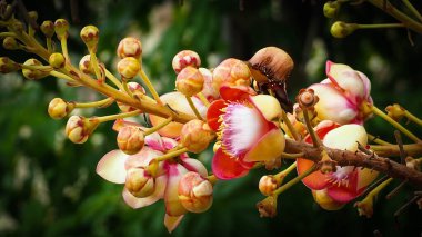 soyut Gülle çiçekleri, Couroupita guianensis, bulanık doğal bokeh arka plan.