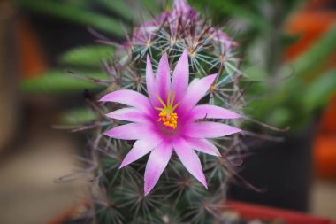 Mor çiçekli küçük yeşil ağaç (kaktüs) bulanık arkaplanda.