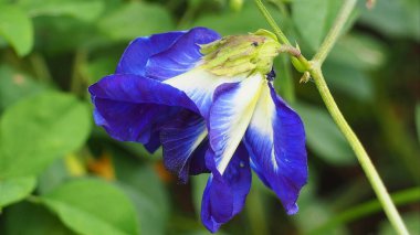 Klitoria ternatea 'yı kapat, kelebek bezelyesi mor çiçeklerle renklendirilmiş bir bitkidir..