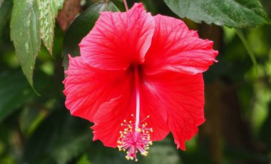 Yeşil yapraklı güzel kırmızı amber çiçeği..