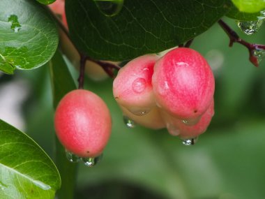 Amphawa sahil beldesi, Amphawa thailand, soyut doğal arka plan.