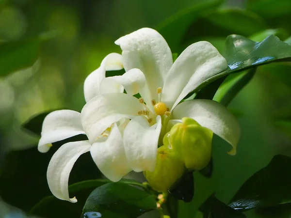 Flowers Background White Flower Murraya Paniculata Garden Green Leaves Bright — Stock Photo, Image