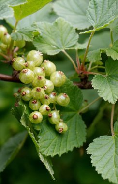 Olgunlaşmamış yeşil frenk üzümü dalında