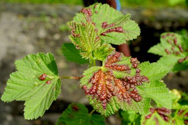 Frenk üzümü listesindeki kırmızı noktalar zararlılardan zarar gördü
