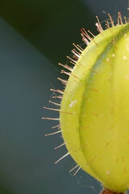  Olgunlaşmamış Bektaşi üzümü meyvesinde saç