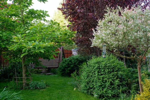 Skuggad Trädgård Med Magnolia Dekorativ Pil Och Gräsmatta — Stockfoto
