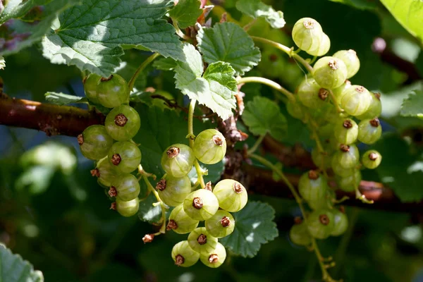 Omogna Vinbärsfrukter Buskens Grenar — Stockfoto
