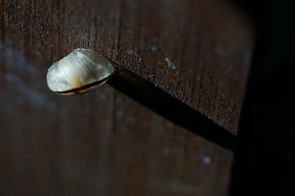 Coquille Escargot Translucide Soleil Éclatant — Photo