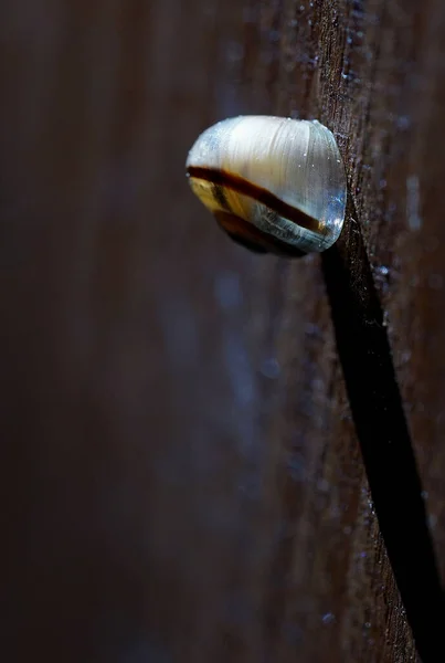 Translucent Snail Shell Bright Sun — Stock Photo, Image