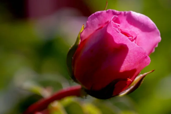 Jemná Růžová Růže Květina Zahradě — Stock fotografie