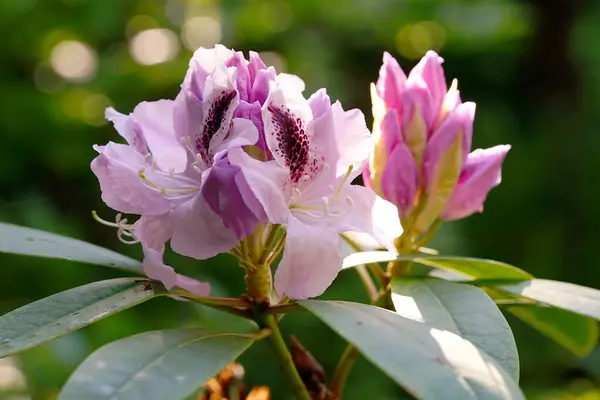 Nahaufnahme Von Leuchtend Violetten Rhododendron Blüten — Stockfoto