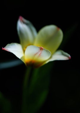 Baharda bahçede, arka planda parlak bir lale.