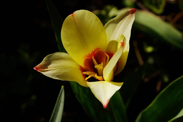 Tulipe Lumineuse Sur Fond Sombre Printemps Dans Jardin — Photo