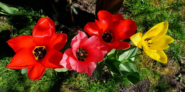 Kvetoucí Tulipánové Květy Zahradě — Stock fotografie