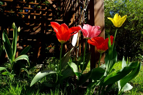 Kvetoucí Tulipánové Květy Zahradě — Stock fotografie