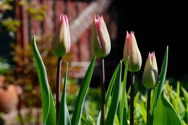 Jemně Nevyvinuté Květy Růžových Tulipánů Slunečného Rána — Stock fotografie