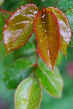 Genç gül yaprakları yağmur damlalarıyla kaplı.