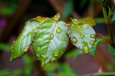 Genç gül yaprakları yağmur damlalarıyla kaplı.