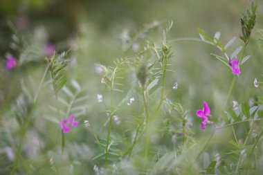 Bulanık arka planda küçük çiçekler ve yapraklar.