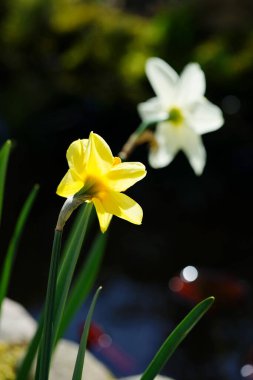 Beyaz ve sarı narsisli.